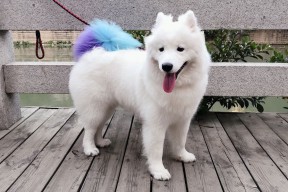 华体会网址-沙漠之鹰撕裂东欧铁幕，2026世界杯，齐耶赫导演伊拉克绝杀罗马尼亚的史诗一战