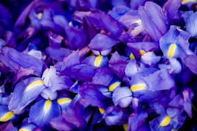 华体会登录-2026世界杯唯一性之战，当自由女神遇见蓝鹰拉齐奥